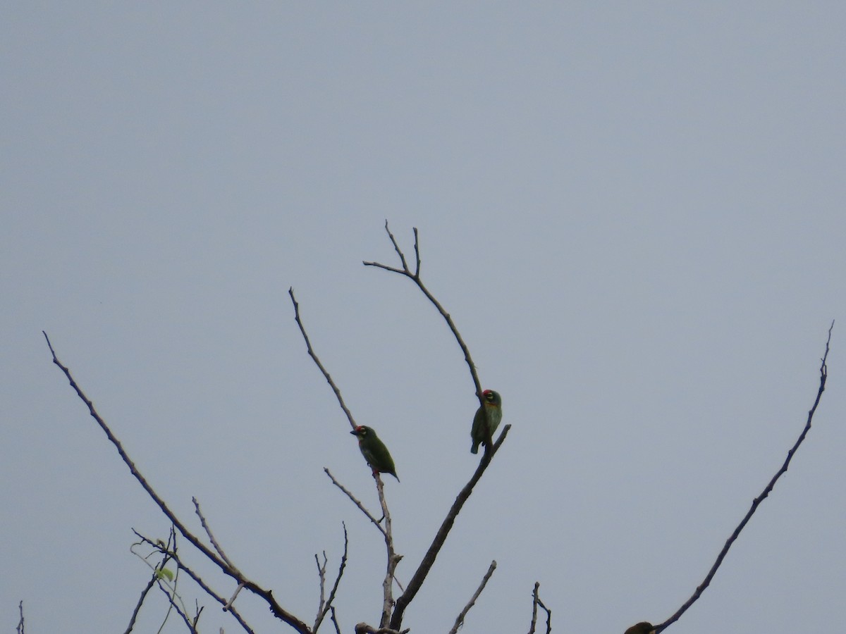 Coppersmith Barbet - ML642425238