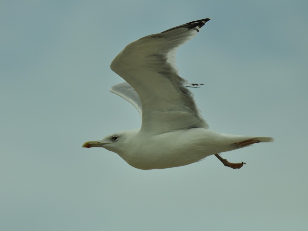 Caspian Gull - ML642425239