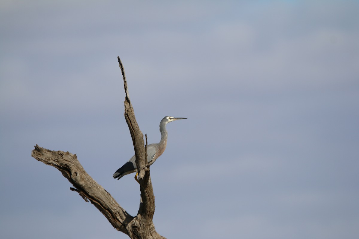 White-faced Heron - ML642425240