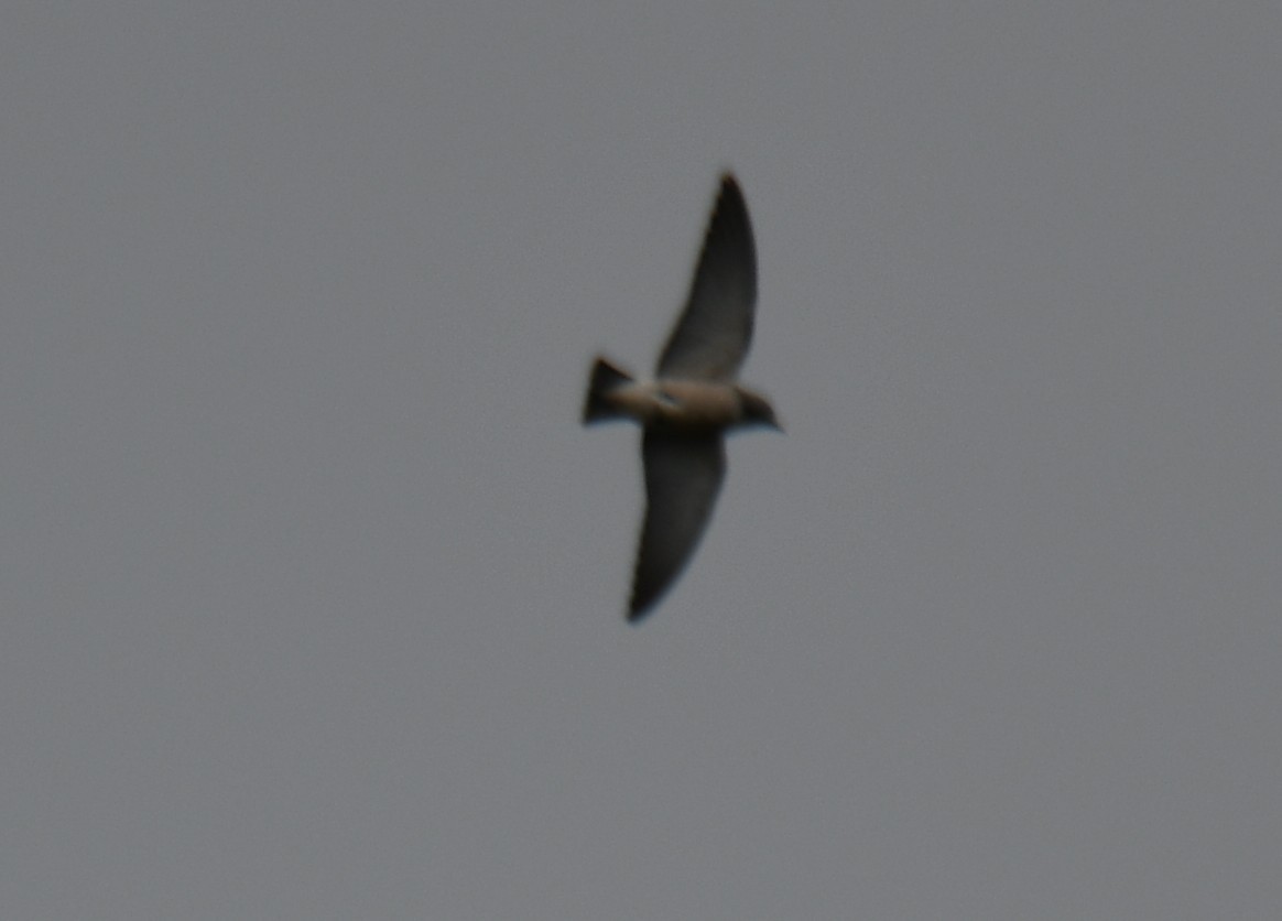 Ashy Woodswallow - ML642425245