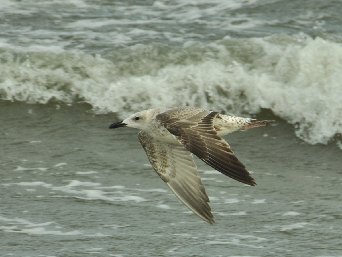Caspian Gull - ML642425246