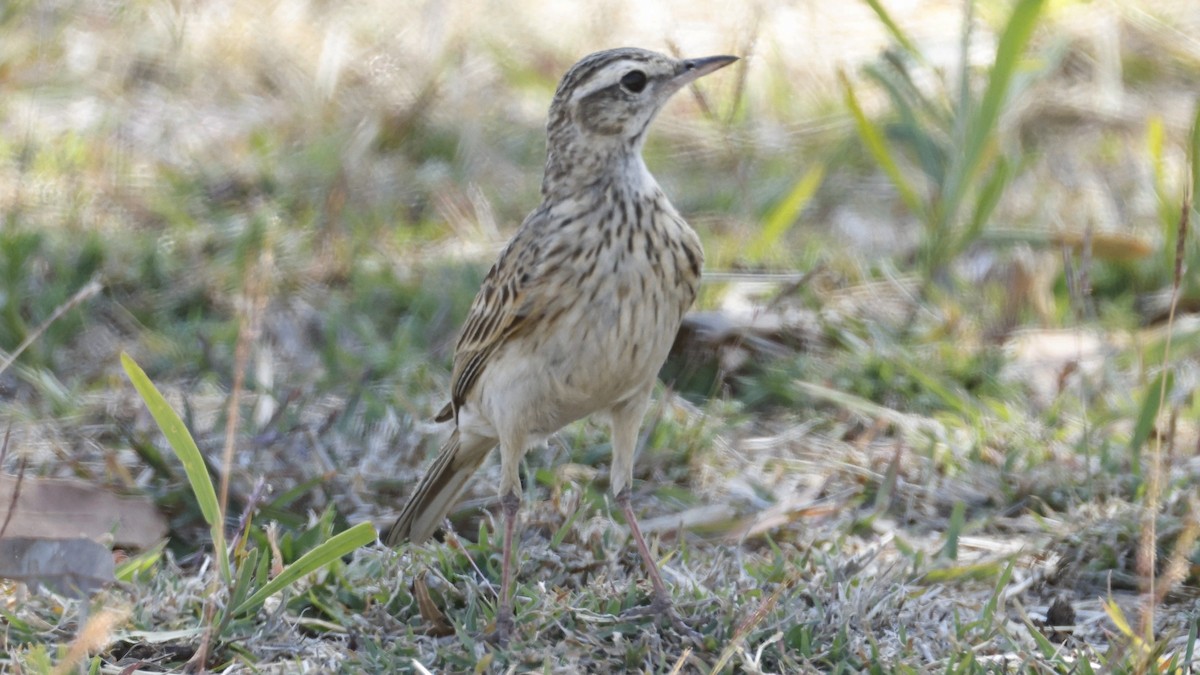 Australian Pipit - ML642425253