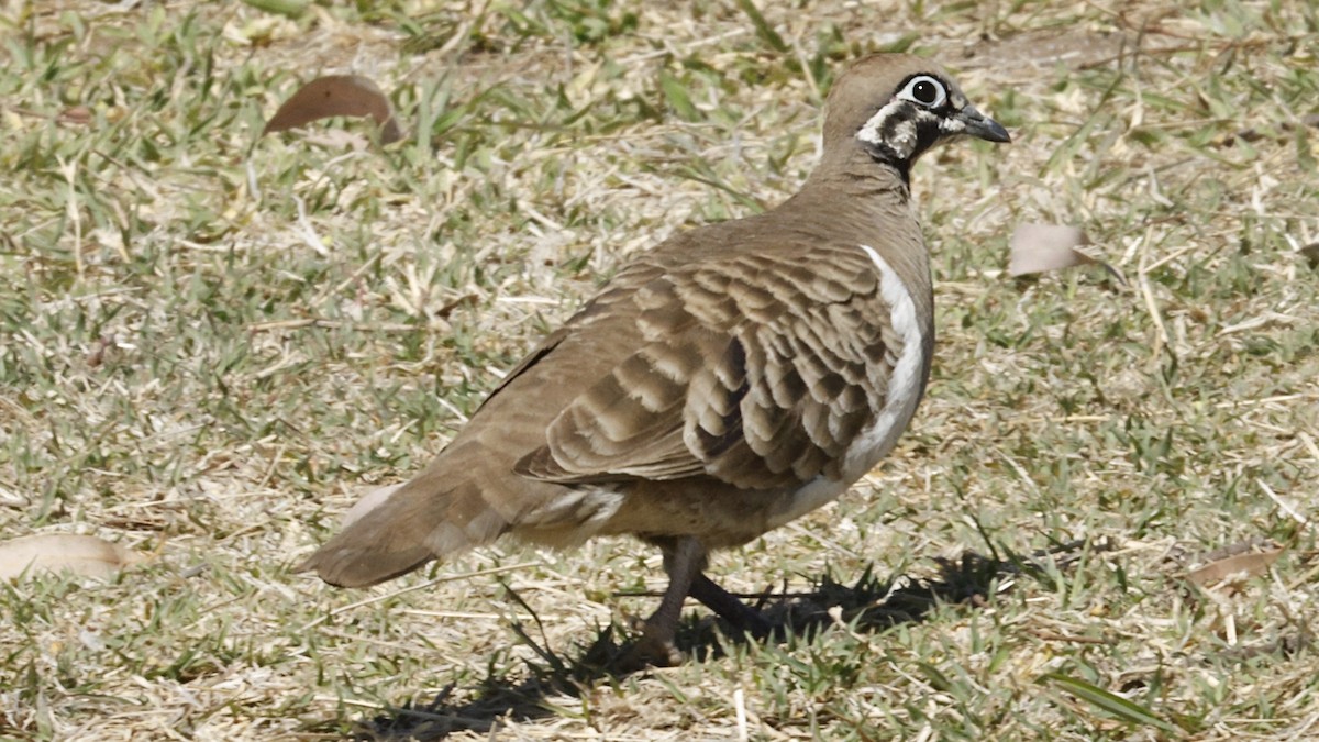 Squatter Pigeon - ML642425256