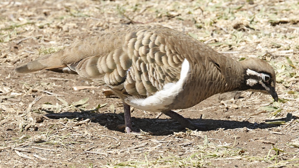 Squatter Pigeon - ML642425259