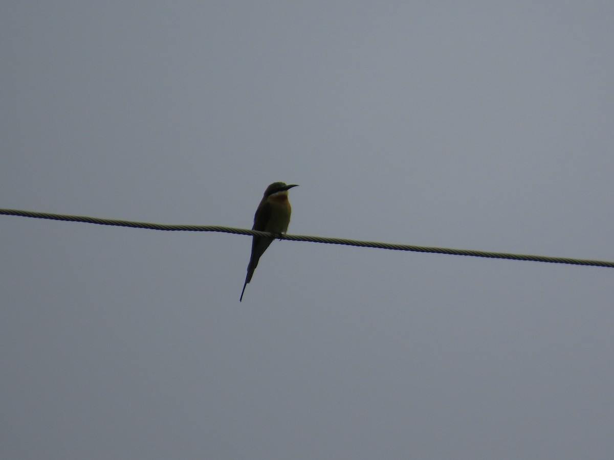 Blue-tailed Bee-eater - ML642425262