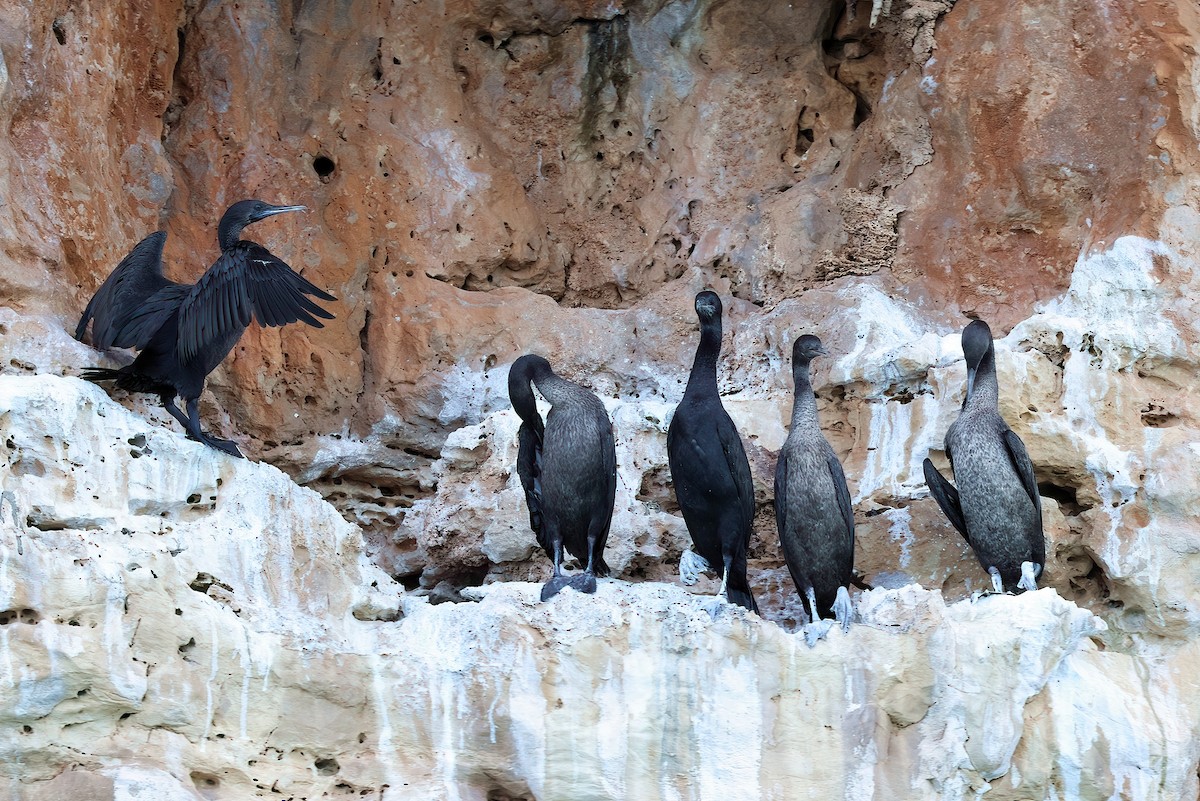 Socotra Cormorant - ML642425266