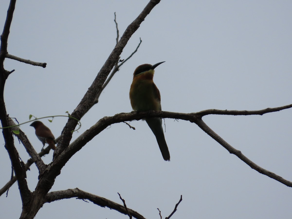 Blue-tailed Bee-eater - ML642425267