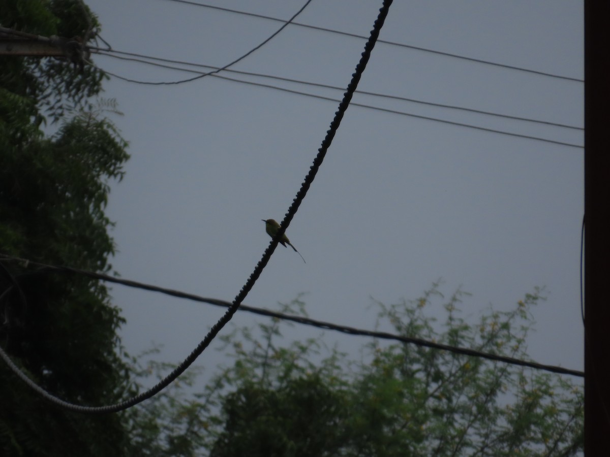 Asian Green Bee-eater - ML642425275