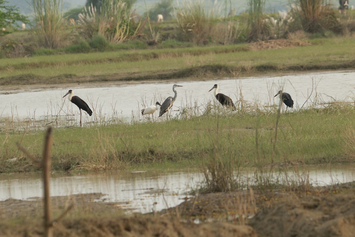 Gray Heron - ML642425280