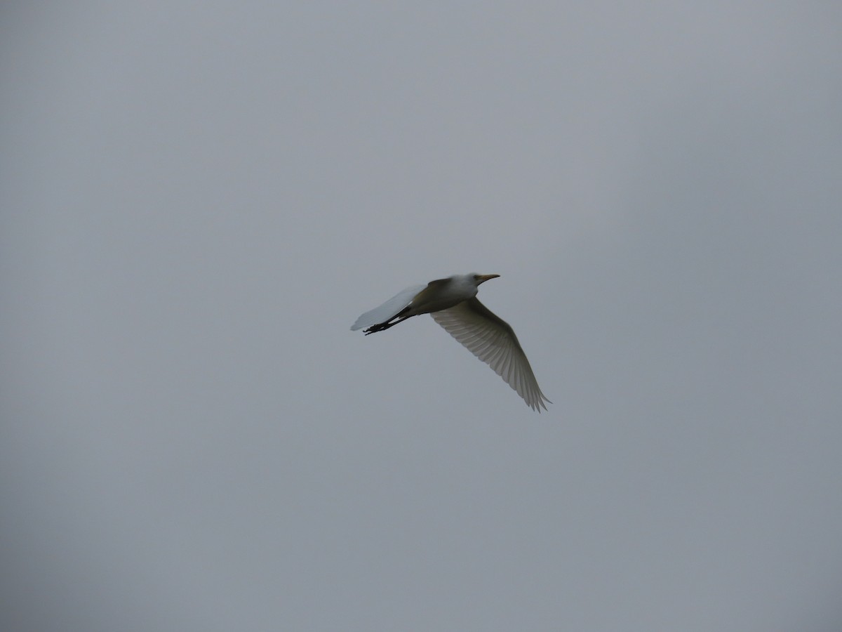 Eastern Cattle-Egret - ML642425282