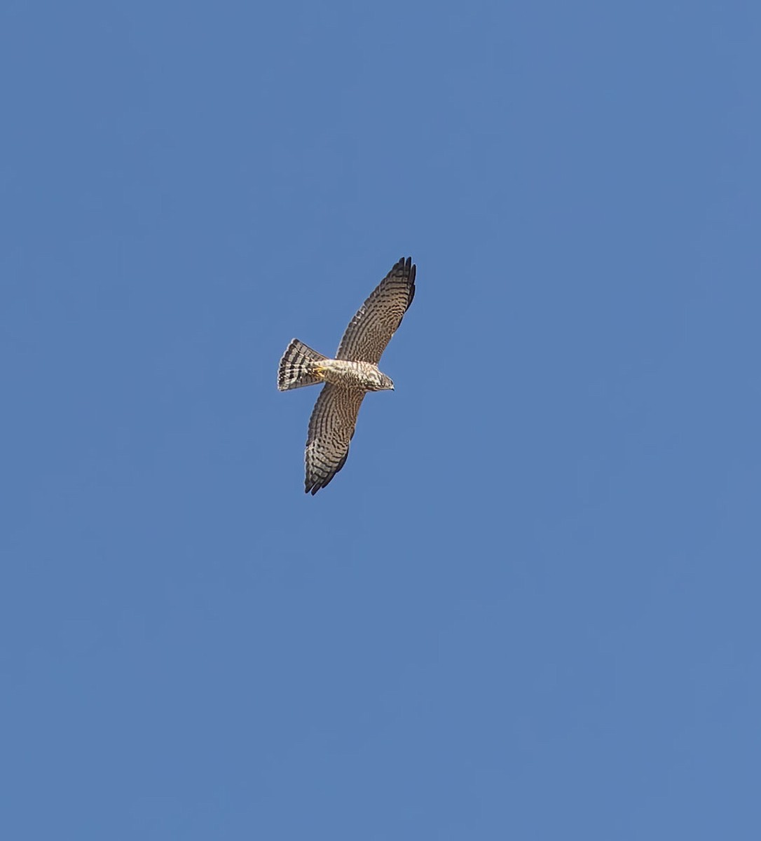 Levant Sparrowhawk - ML642425284