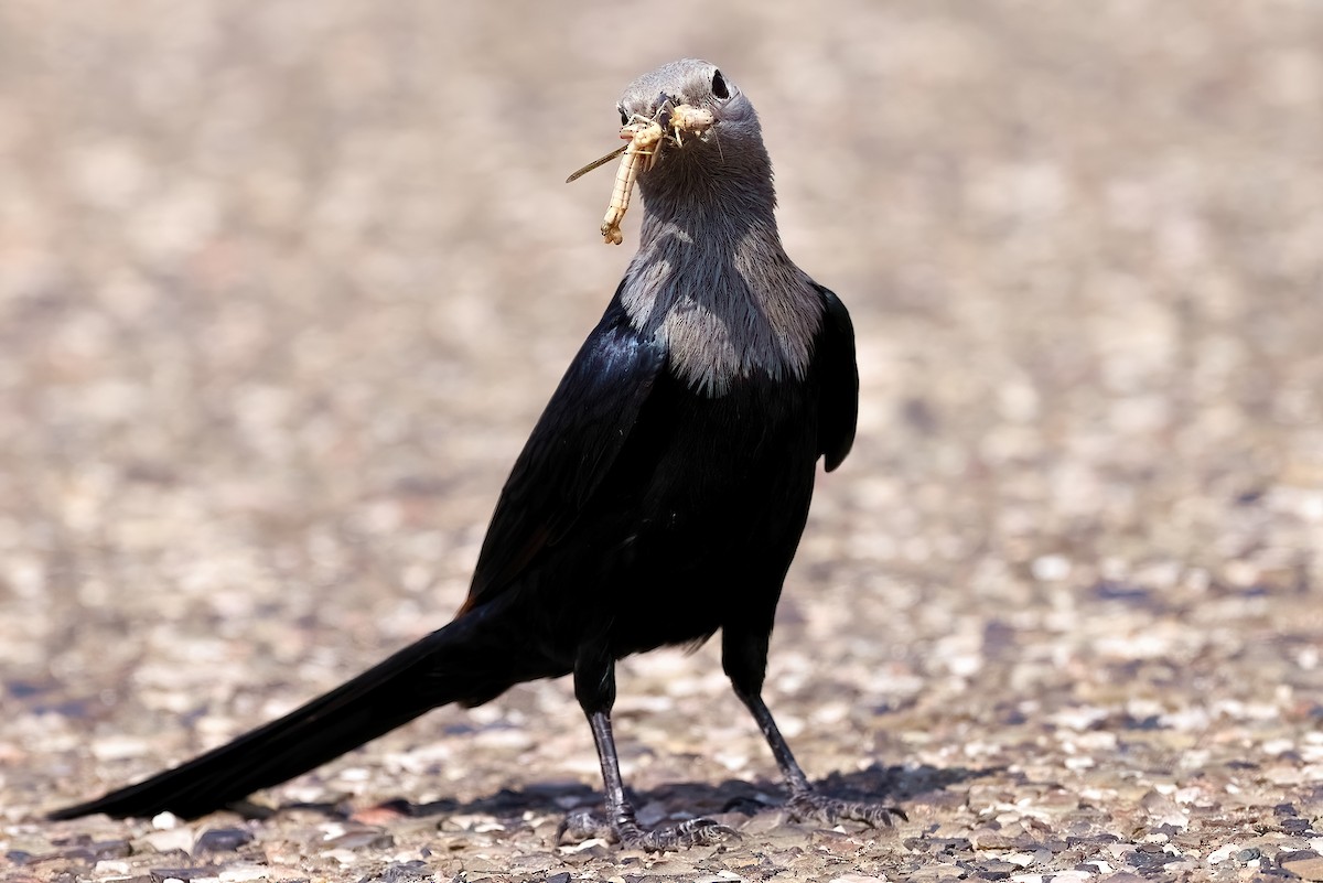 Somali Starling - ML642425285