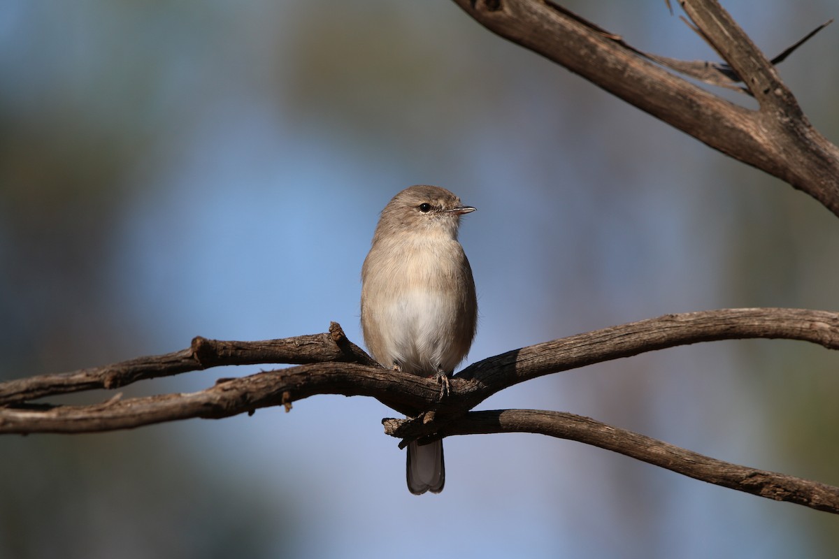 Jacky-winter - ML642425286