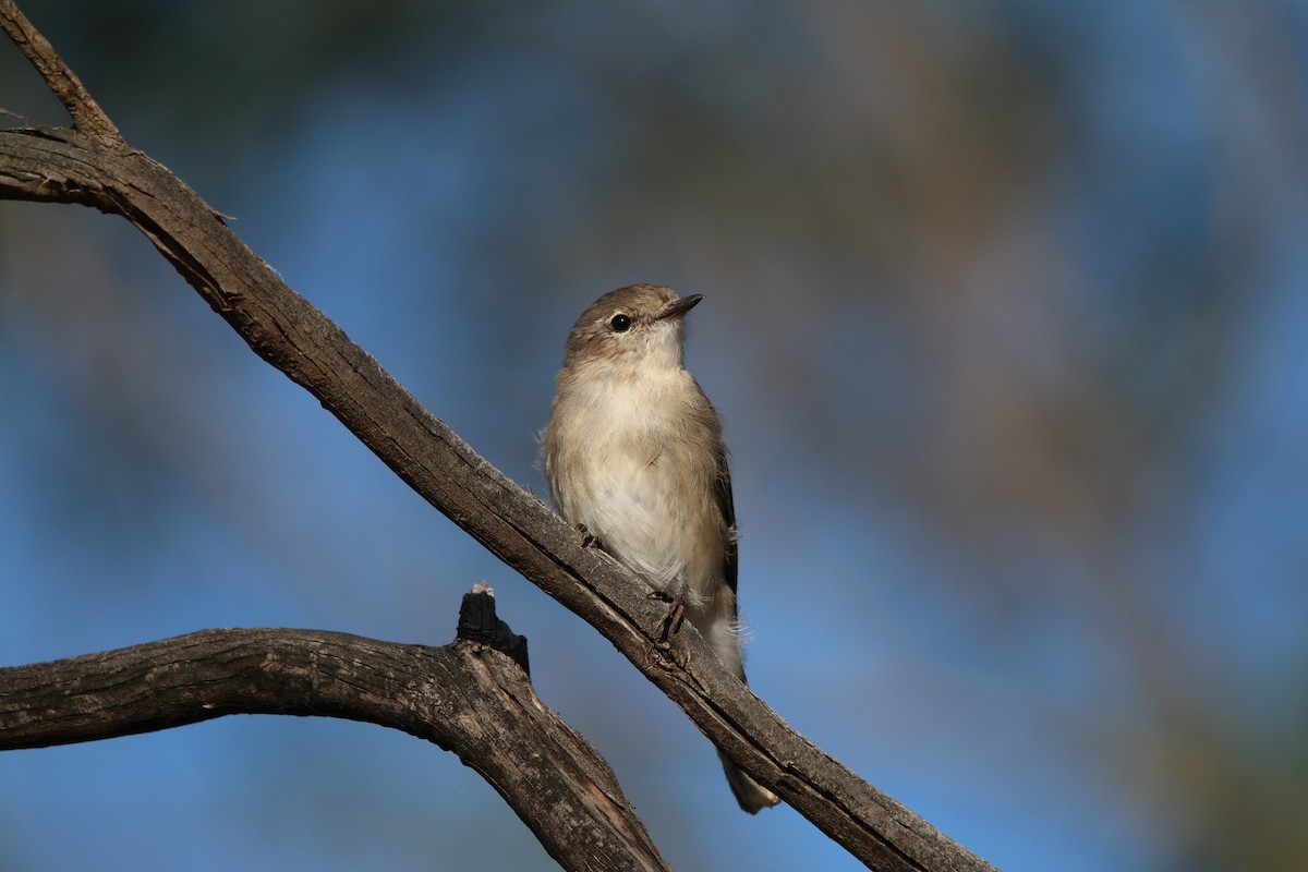 Jacky-winter - ML642425288