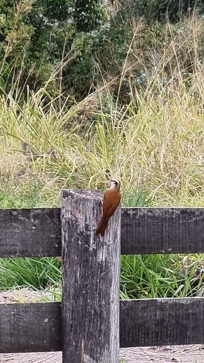 Narrow-billed Woodcreeper - ML642425289