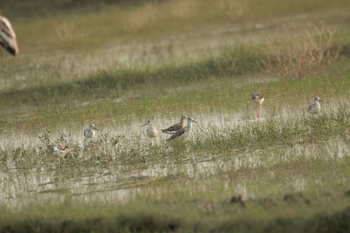Common Greenshank - ML642425291