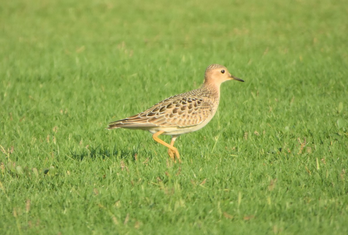 Buff-breasted Sandpiper - ML642425293