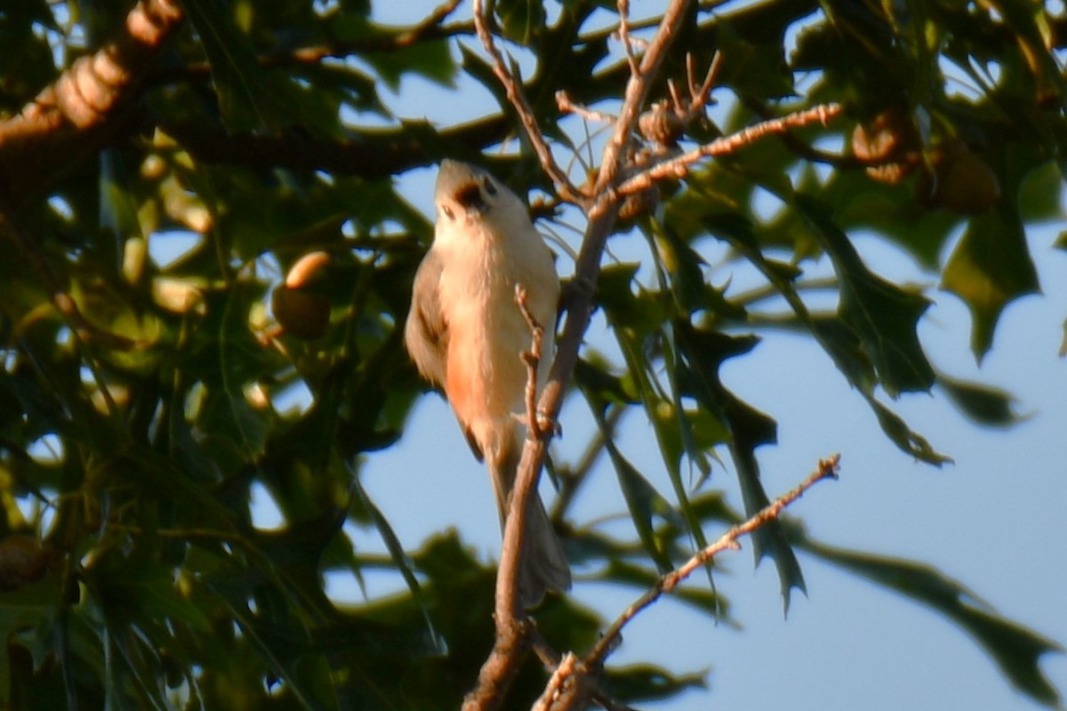 Tufted Titmouse - ML642425294