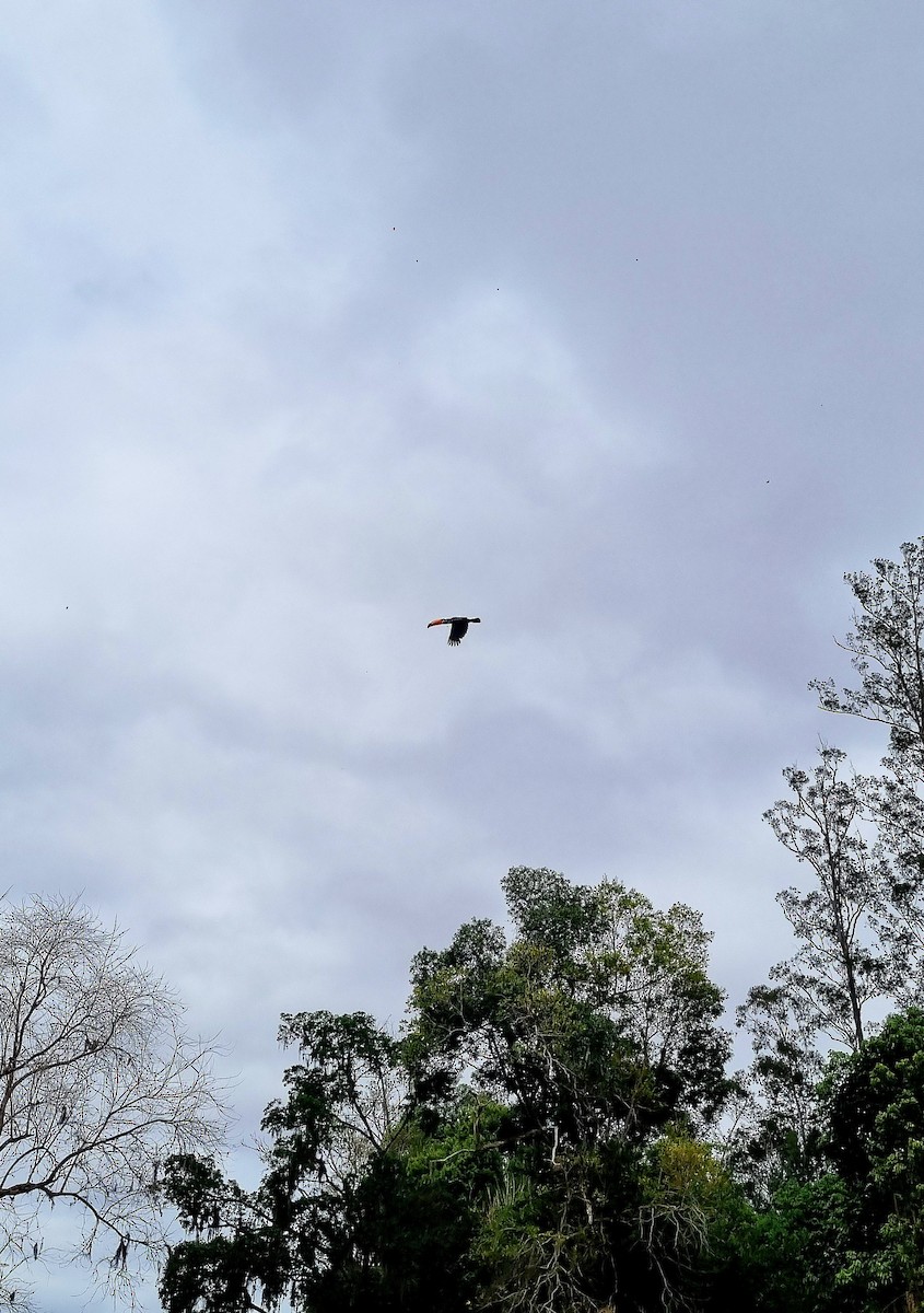 Toco Toucan - ML642425296