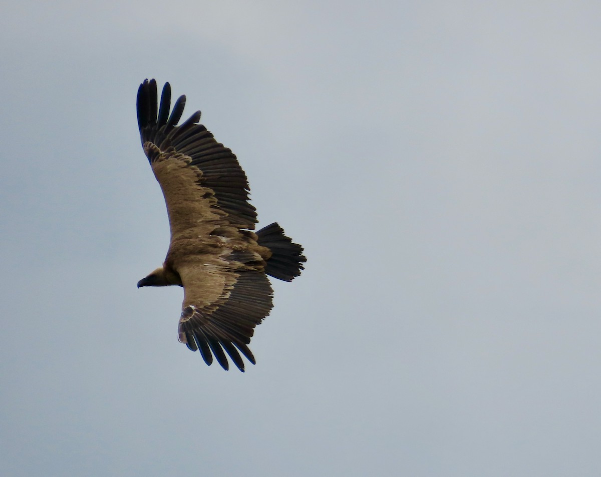 Eurasian Griffon - ML642425297