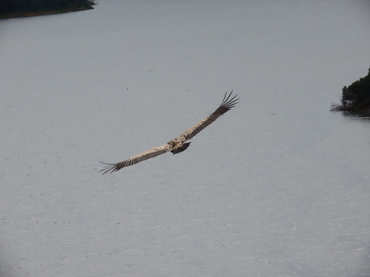 Eurasian Griffon - ML642425298
