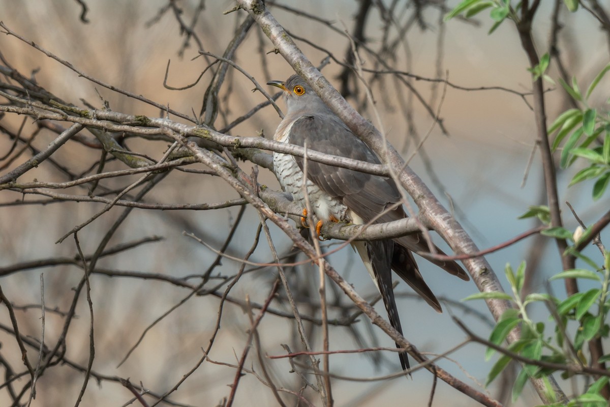 Common Cuckoo - ML642425303