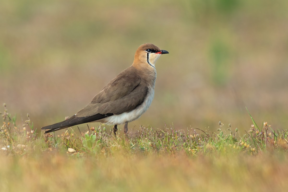 Black-winged Pratincole - ML642425310
