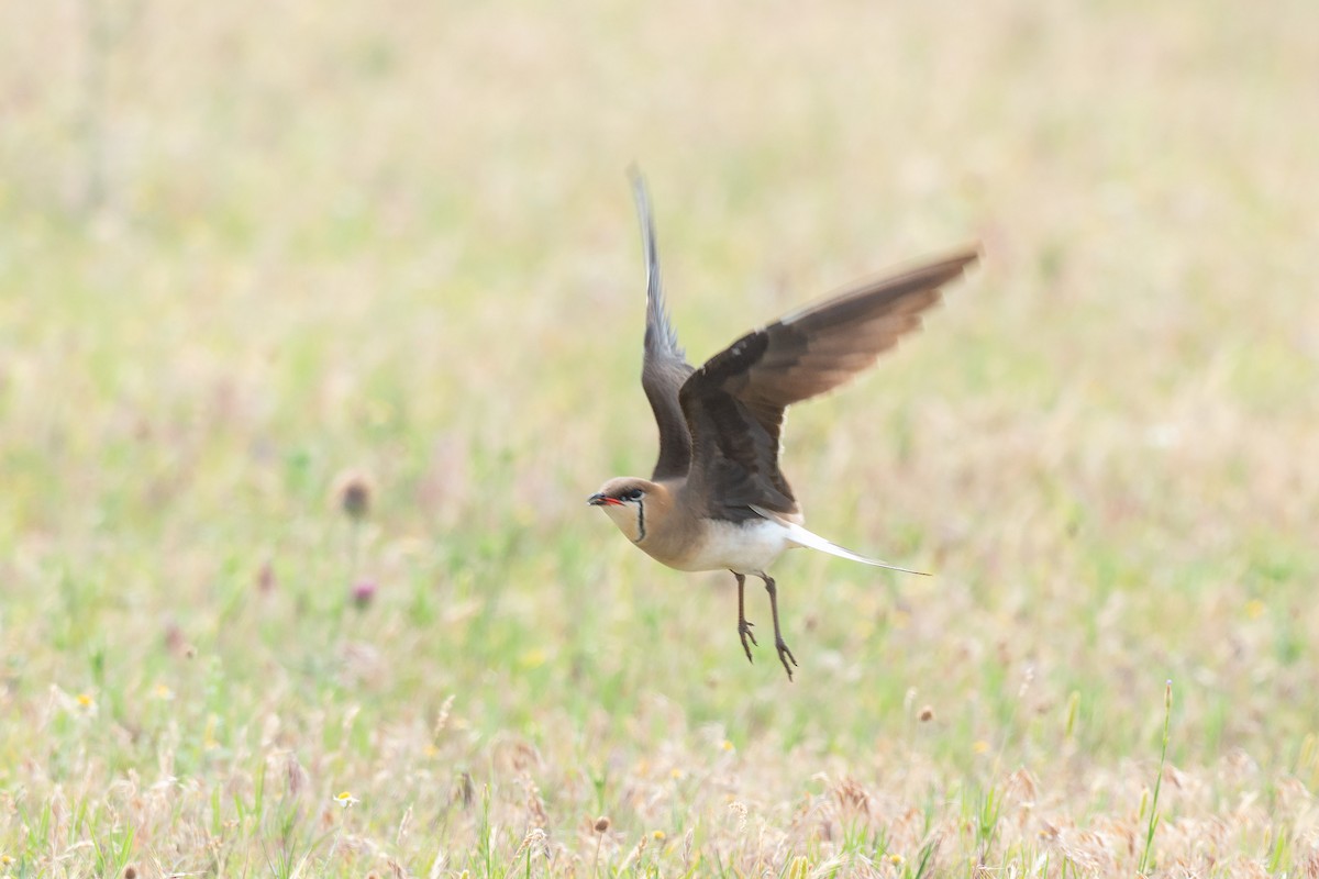 Black-winged Pratincole - ML642425311