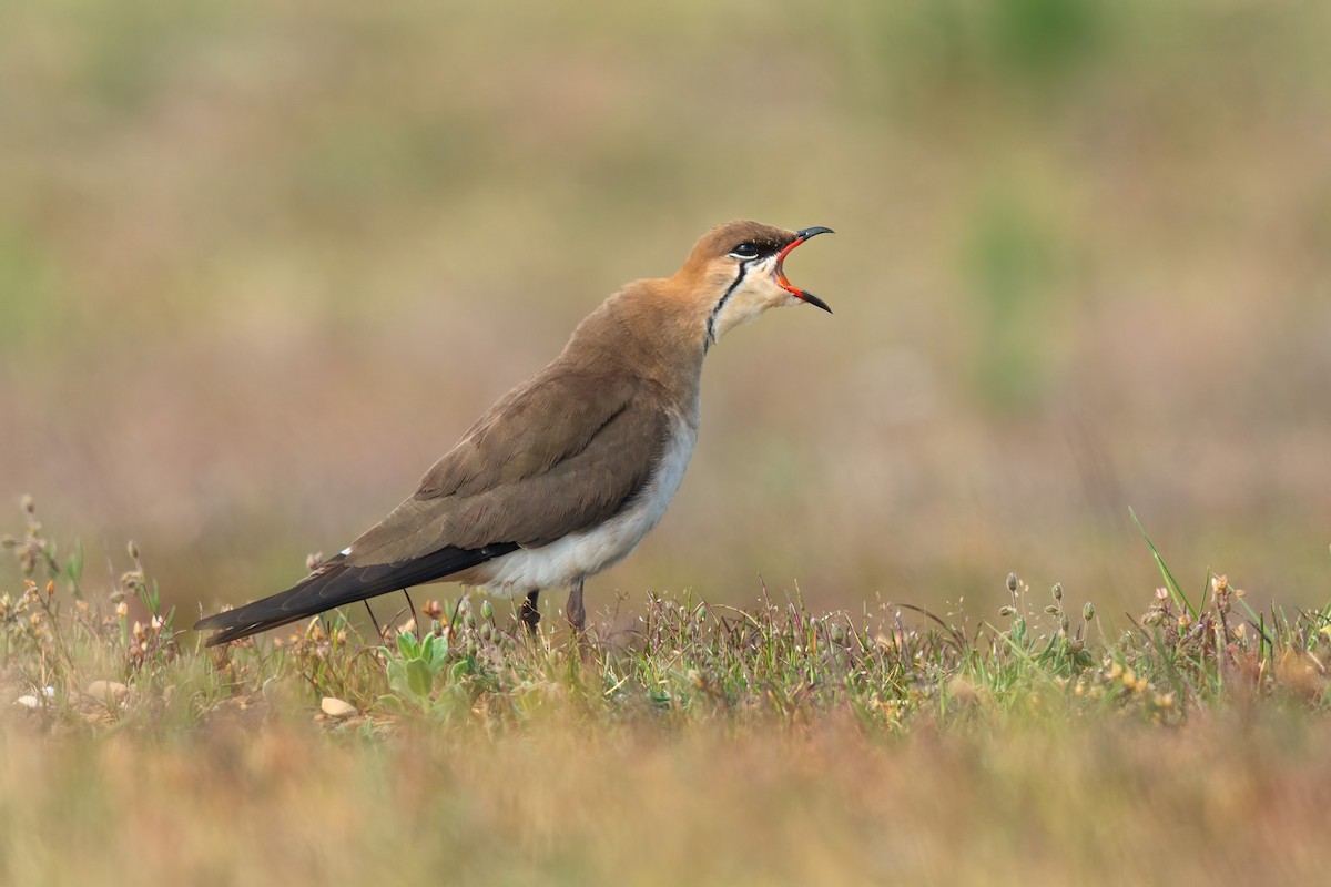 Black-winged Pratincole - ML642425312