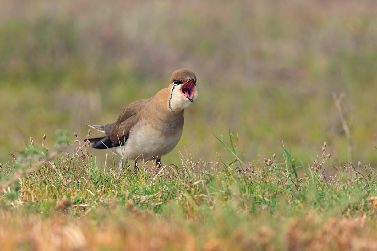 Black-winged Pratincole - ML642425313