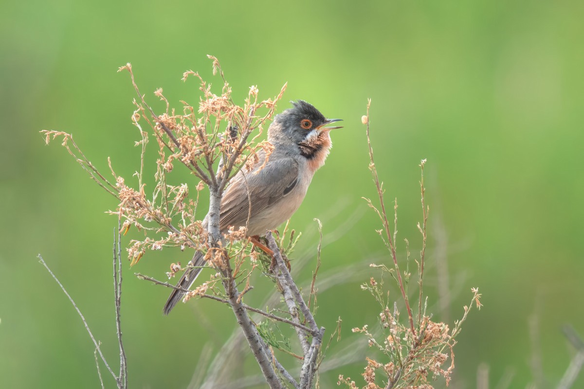 Menetries's Warbler - ML642425341