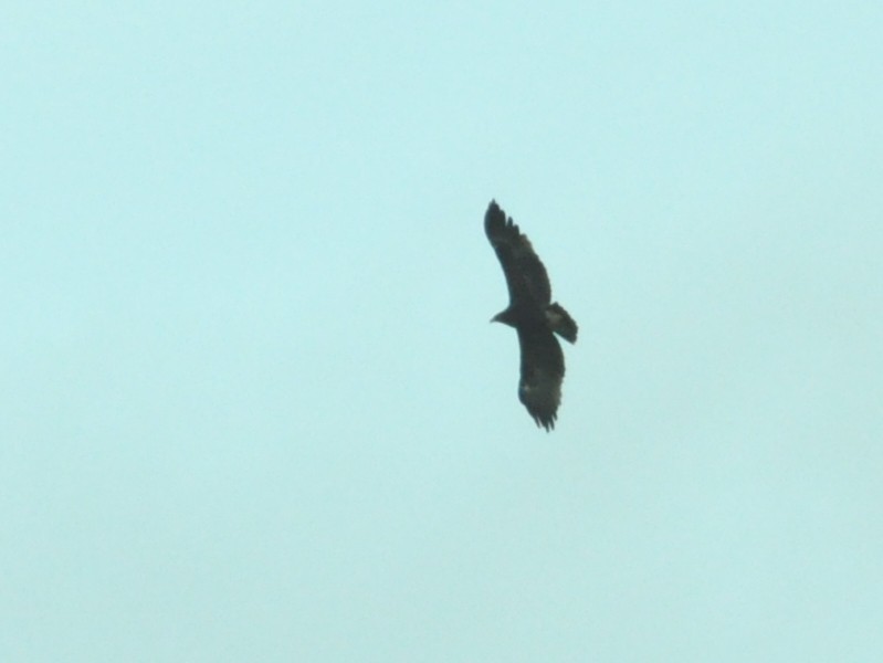 Greater Spotted Eagle - ML642425346