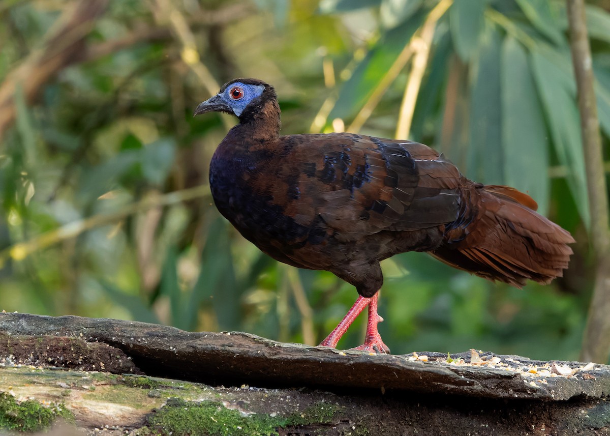 Bulwer's Pheasant - ML642425370