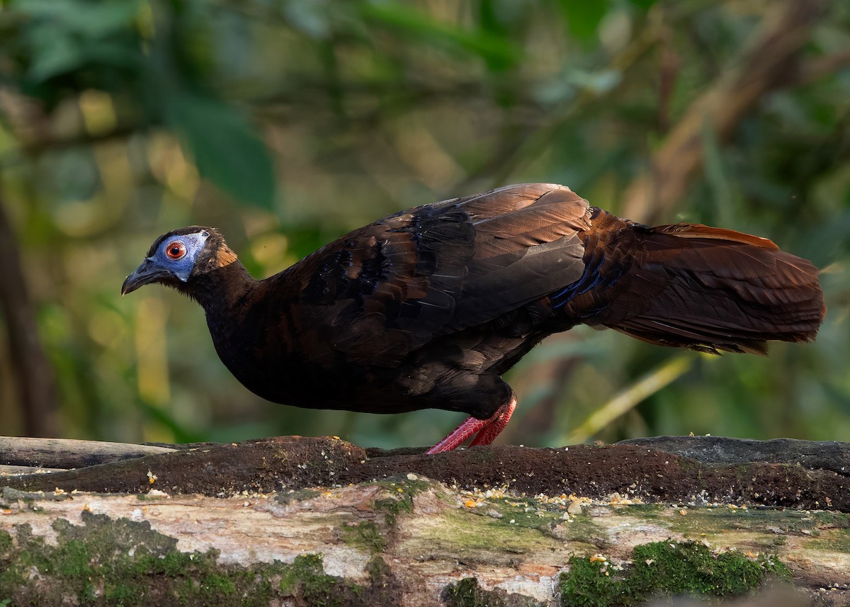 Bulwer's Pheasant - ML642425371