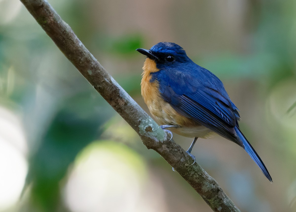 Dayak Blue Flycatcher - ML642425397
