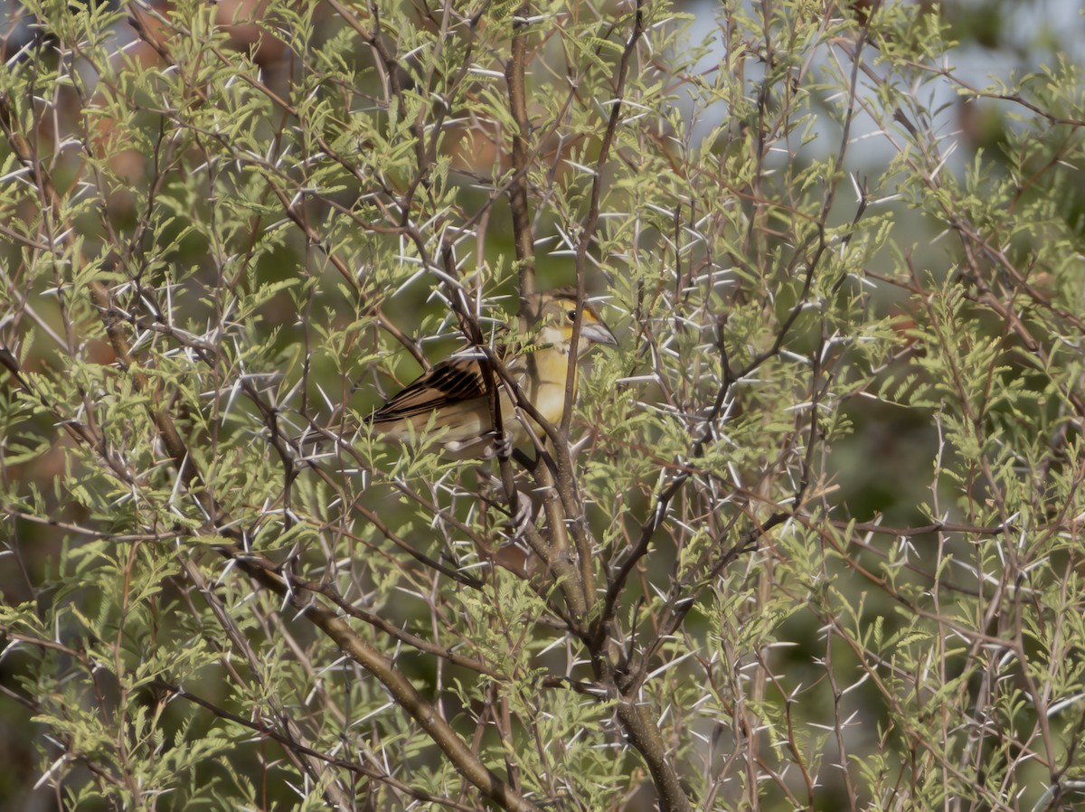 Dickcissel - ML642425400
