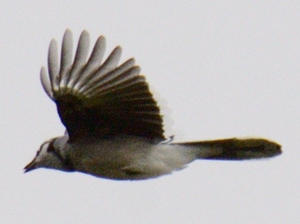 Blue Jay - ML642425403