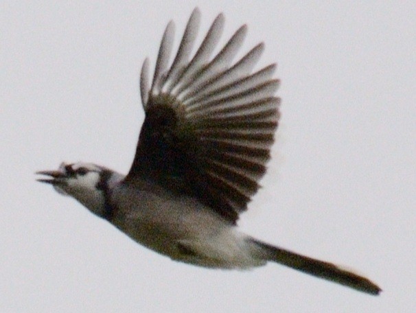 Blue Jay - ML642425404