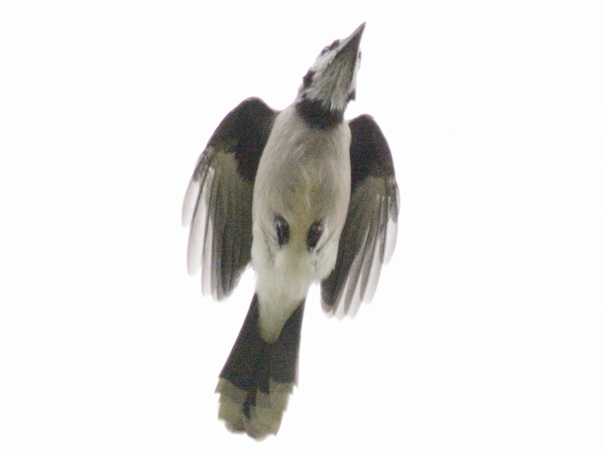 Blue Jay - ML642425405