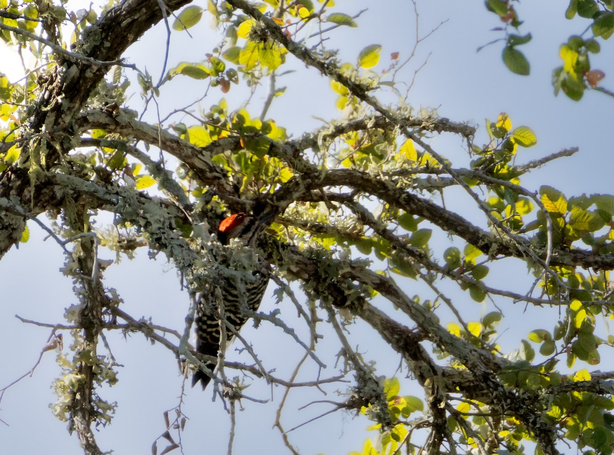 Ladder-backed Woodpecker - ML642425410