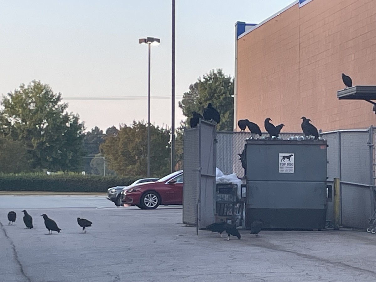 Black Vulture - ML642425412