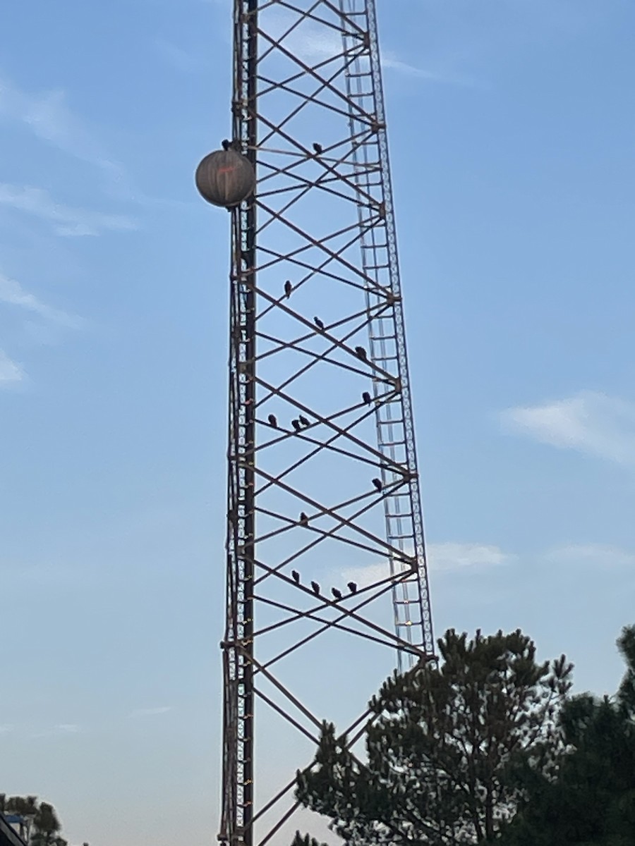 Black Vulture - ML642425413