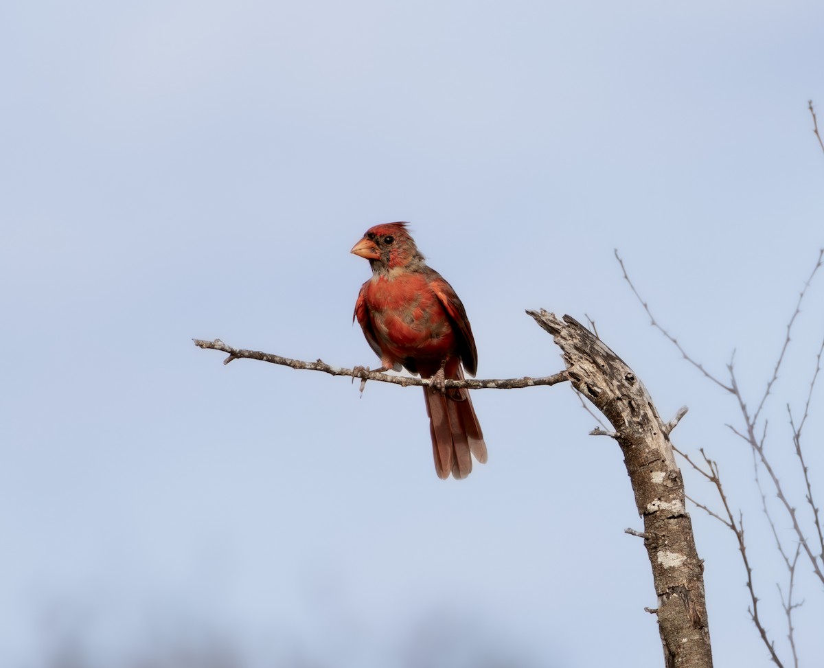 Northern Cardinal - ML642425419