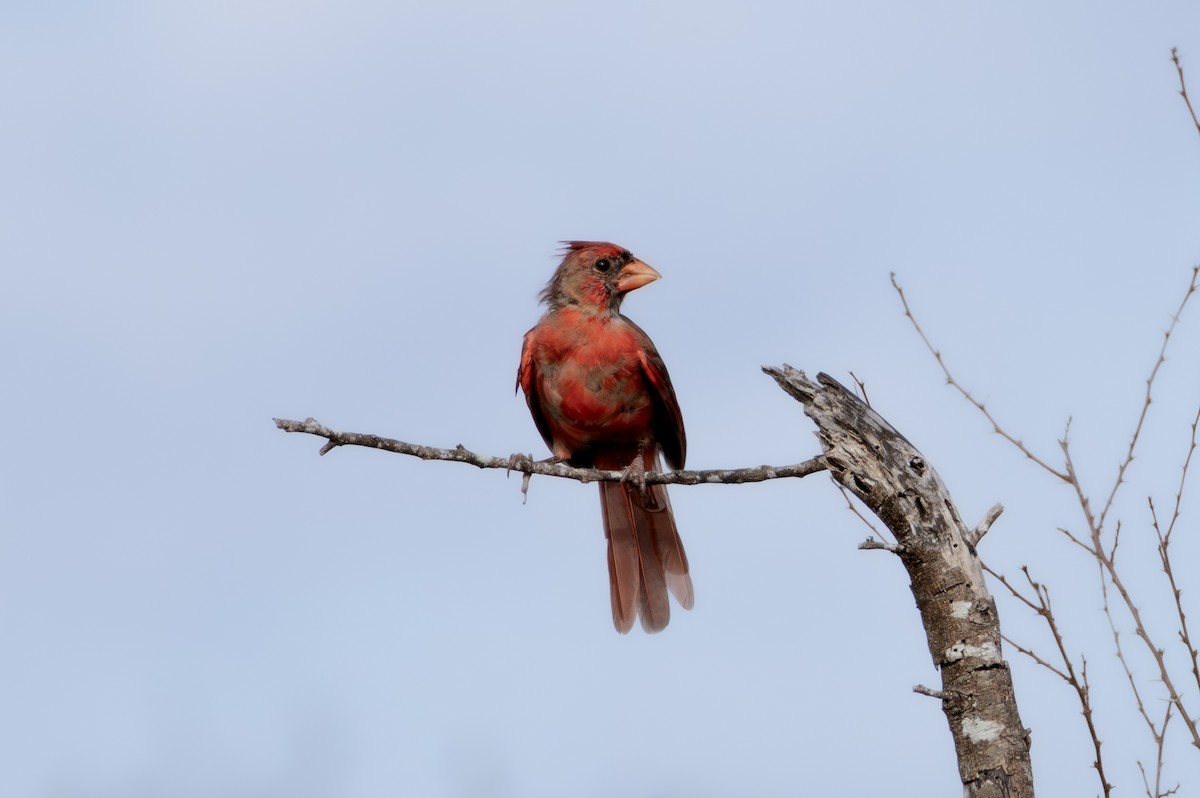 Northern Cardinal - ML642425421