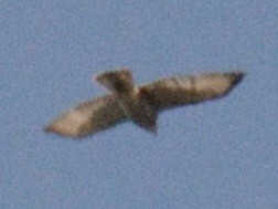 Broad-winged Hawk - ML642425422