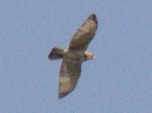 Broad-winged Hawk - ML642425423