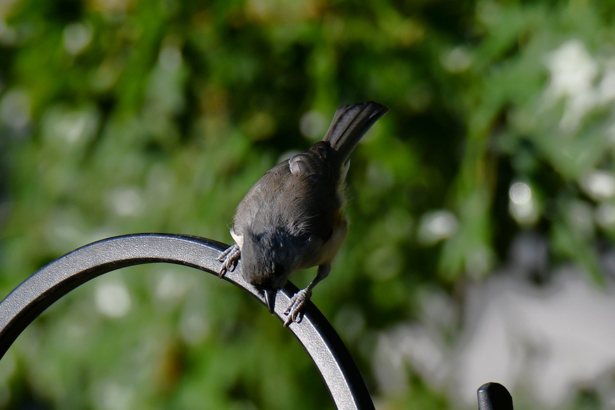 Tufted Titmouse - ML642425424