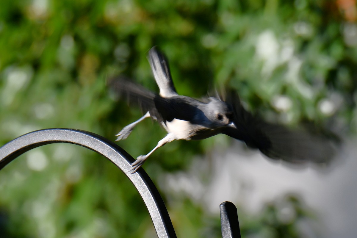 Tufted Titmouse - ML642425425