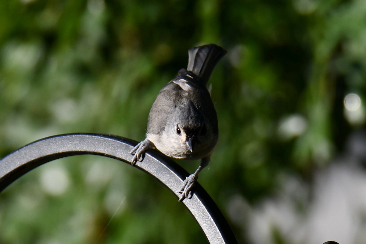 Tufted Titmouse - ML642425426