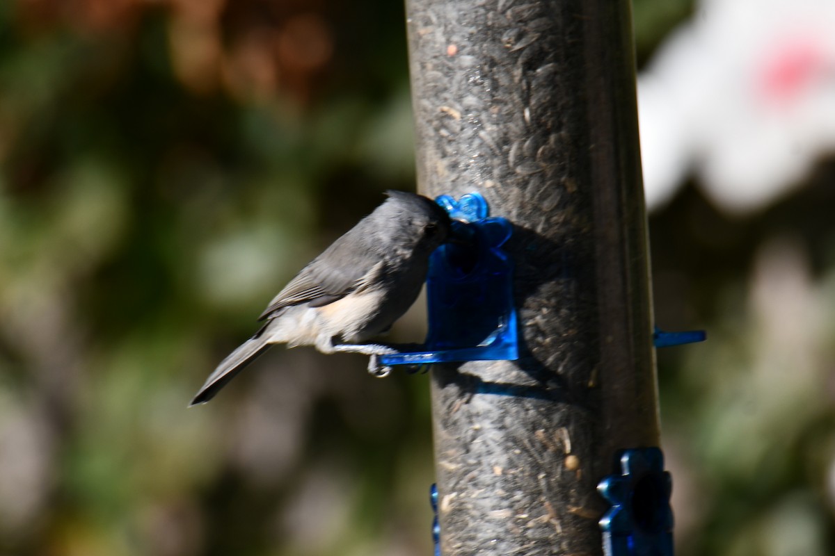 Tufted Titmouse - ML642425429